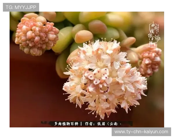 从“一枝独秀”到“百花齐放”:复盘贵州村超的升级之路 从“一枝独秀”到“百花齐放”:复盘贵州村超的升级之路